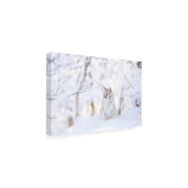 PhotoINC Studio 'Snow Lynx' Canvas Art,16x24